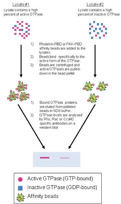 Rhoa Rac Cdc Combo Pull Down Activation Assay Cytoskeleton Inc