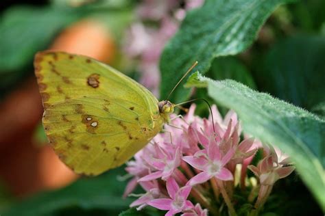 Butterfly Pink Flowers Pollination Free Photo On Pixabay Pixabay