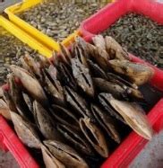SIPUT KEMUDI - KENALI DIA | PERTANIAN REZEKI