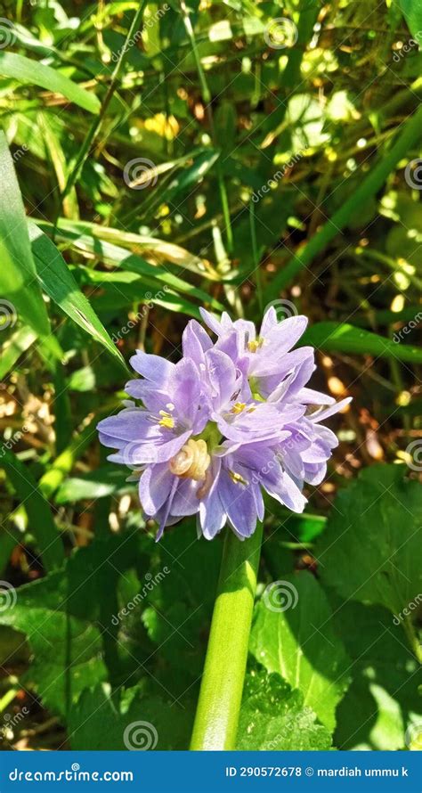 Blooming Beauty The Water Hyacinth X S Enchanting Elegance Stock