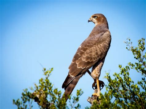 Falcon Bird Of Prey Free Stock Photo - Public Domain Pictures