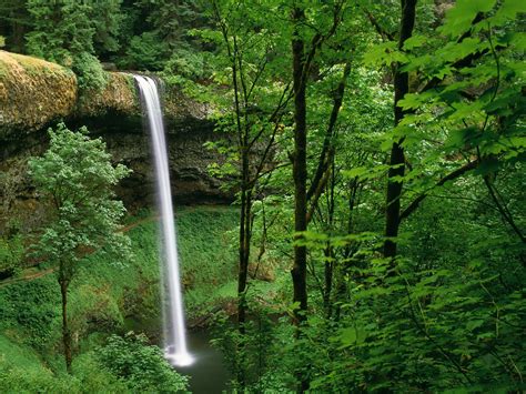 Silver Falls State Park Oregon Picture Silver Falls State Park Oregon