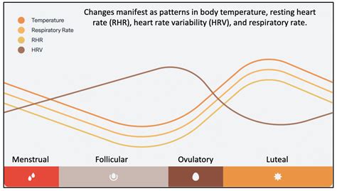 Sex Bias In Wearable Biosensors