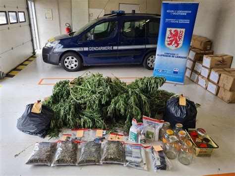 Haute Garonne une grosse saisie de cannabis réalisée par les