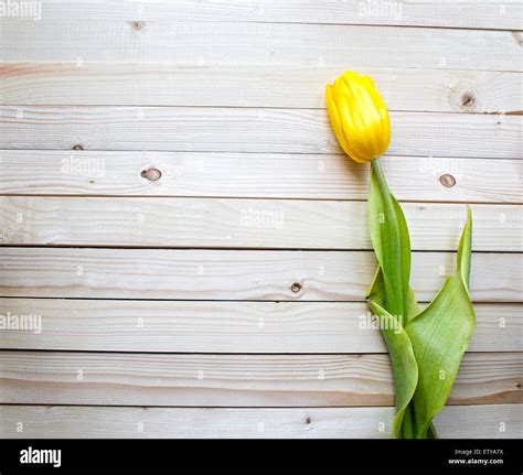 Yellow Tulip Stock Photo Alamy