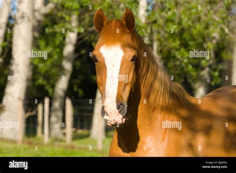 Horse Hi Res Stock Photography And Images Alamy