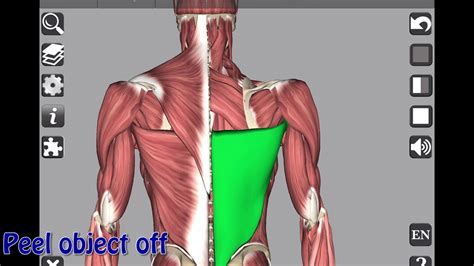 Visible Body Human Anatomy