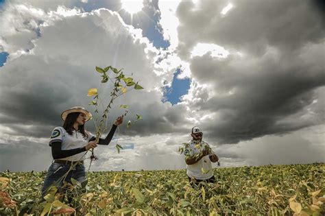 Agroconsult Reduz Proje O Para Safra Brasileira De Soja Diante De