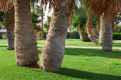 Why Should You Skin A Palm Tree Hayward Tree Service AZ