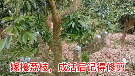 荔枝果樹嫁接成活後，記得抹掉砧木的枝條，接穗及時修剪 After The Lychee Fruit Tree Is Grafted The