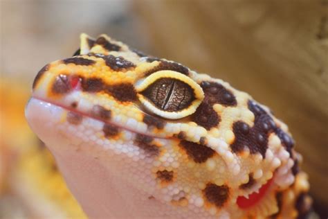 Anatomy Of Leopard Gecko Home Interior Design