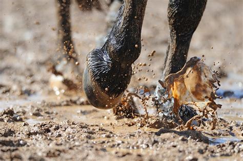 Hoof And Sole Bruises In Horses Causes Symptoms And Treatment Mad Barn