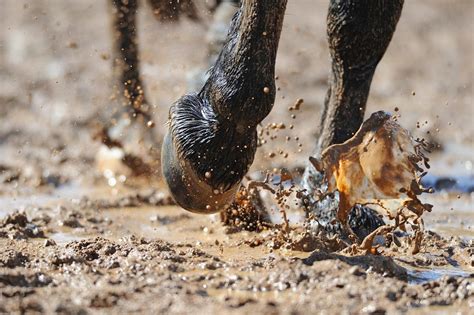 Thrush in Horses: Causes, Signs & Treatment of this Hoof Infection ...