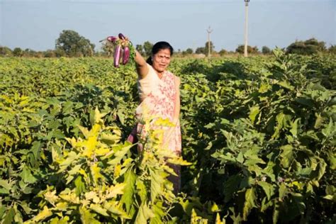 Ultimate Guide To Brinjal Farming Eggplant