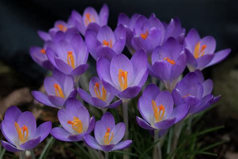 Purple Crocus Photograph By Sue Clark Fine Art America