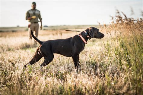 Gun Dog Training — Fetching Feathers