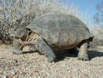 Desert Tortoise Facts, Habitat, Diet, Adaptations, Life Cycle, Baby, Pictures