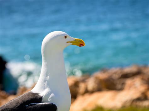 Kelp gull in South Africa 1309356 Stock Photo at Vecteezy