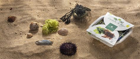 ALGA LECHUGA DE MAR BIO EN SALAZÓN Portomuiños