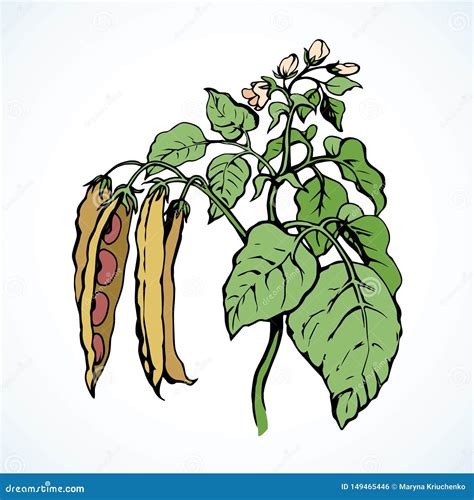 Branches Beans Vector Drawing 149465446