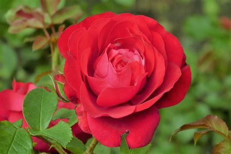 Rose Rosa Roja Flor Foto Gratis En Pixabay Pixabay