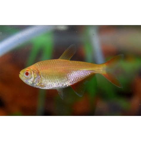 Jual IKAN HIAS BOINES ALBINO HIASAN AQUARIUM KHUSUS GOJEK BANDUNG