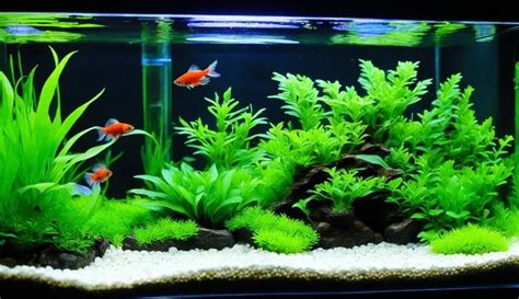 How To Care For Betta Fry A Comprehensive Guide