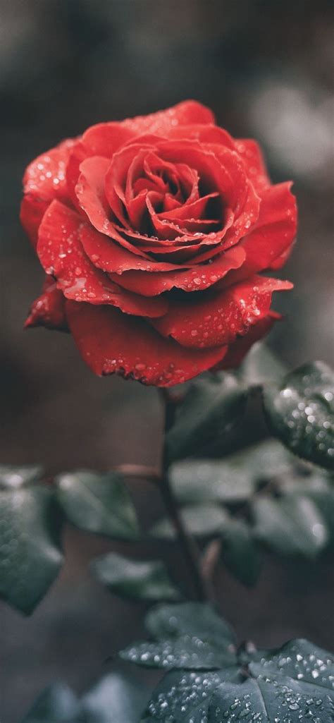 Rose 4k Wallpapers - Wallpaper Cave