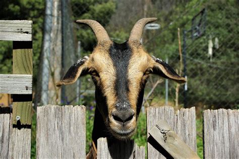 Photograph of an Ibex with Long Horns · Free Stock Photo