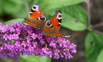 Lavendel Stekken Voor Beginners Gardeners World