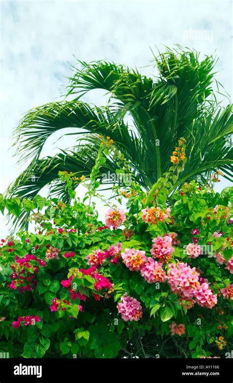 Palm Fronds And Bougainvillea Flowers In Belize City Belize Central