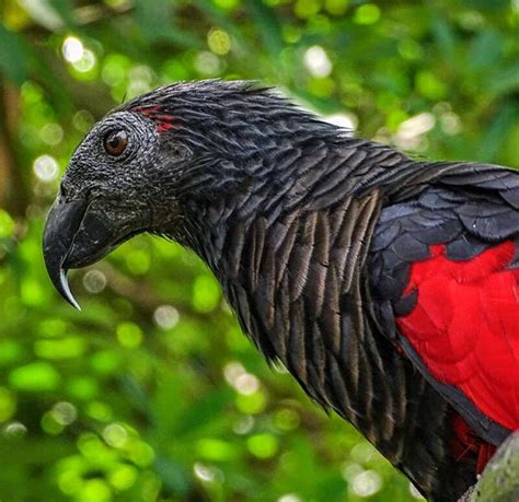 The Dracula Parrot The Spectacular Gothic Bird Of New Guinea