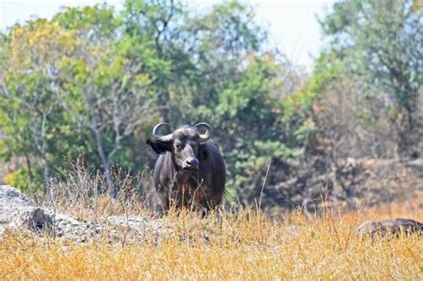 80 Cape Buffalo Attack Stock Photos Pictures And Royalty Free Images