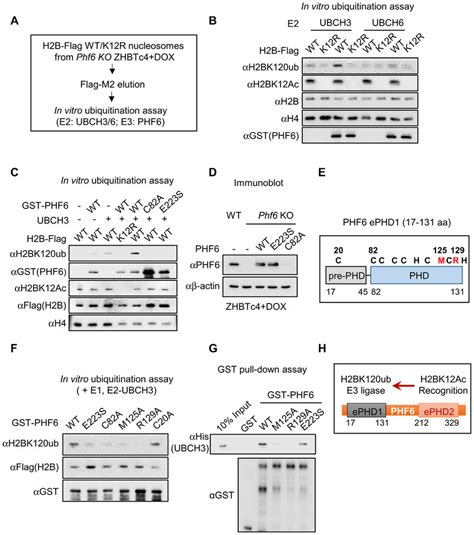 PHF6 Is An Acetyl Dependent E3 Ubiquitin Ligase For Histone H2B On