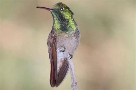 Hummingbirds In Arizona Common Rare Bird Feeder Hub