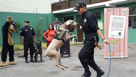 Ministerio Del Interior Lanza Campa A Somos Patas Para Combatir