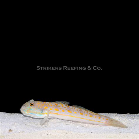 Sand Sifting Diamond Goby - SD3 - WYSIWYG – Strikers Reefing