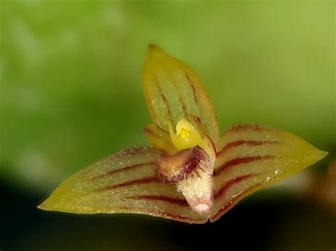 Dendrobium Und Bulbophyllum Bulbophyllum Radicans