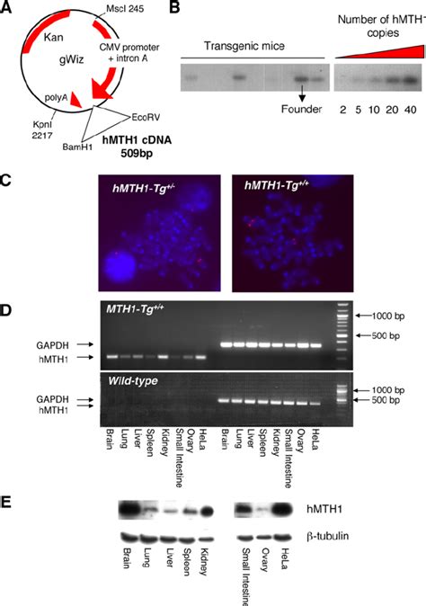 Construction And Characterization Of A Transgenic Mouse Expressing The