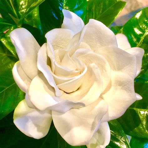 Gardenia Flower 1 by NatashaVERA on DeviantArt