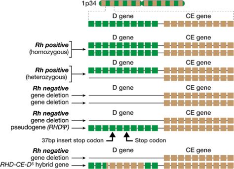 The Use Of Free Dna For Fetal Rhd Genotyping In The Rh Negative