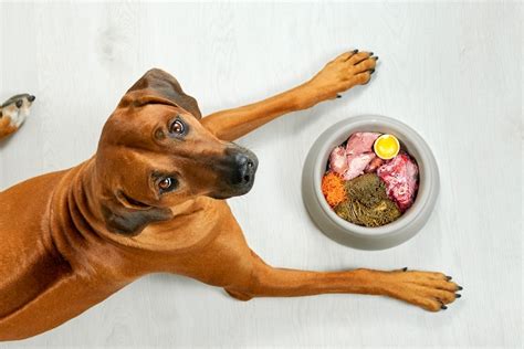 Is The Wolf Diet for Dogs Similar to The Paleo Diet for Humans? - The ...