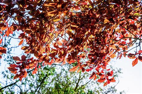 Beech tree with leaves in autumn colors Photograph by David Ridley - Pixels