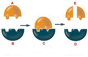 Catalase | Definition, Function & Importance - Lesson | Study.com