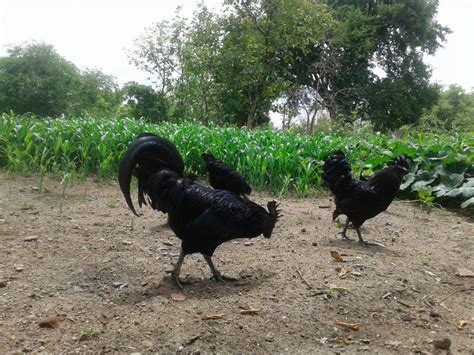 Pioneers In Original Kadaknath Chicken Kadaknath Chicks For Sale