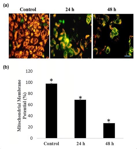 Bauerenol Induced Mitochondrial Depolarization In Hepg2 Cancer Cells