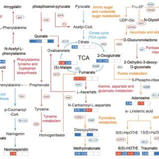 | Metabolic pathways and the mutual regulation relationships in ... 