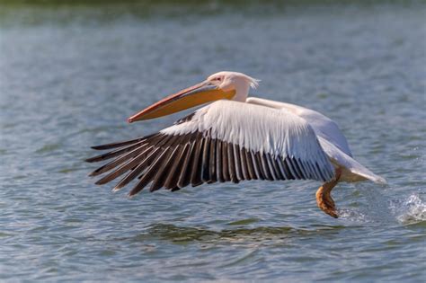 Pel Cano Blanco Pelecanus Onocrotalus En Vuelo Foto Premium