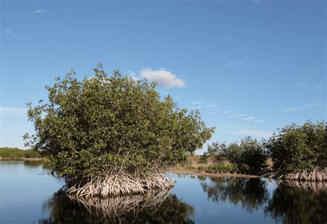 Excursión en la Ciénaga Grande de Santa Marta Actualidad Cabila