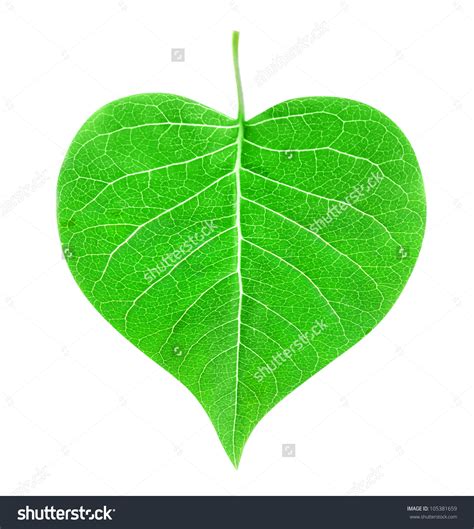 Heart shaped leaves clipart - Clipground